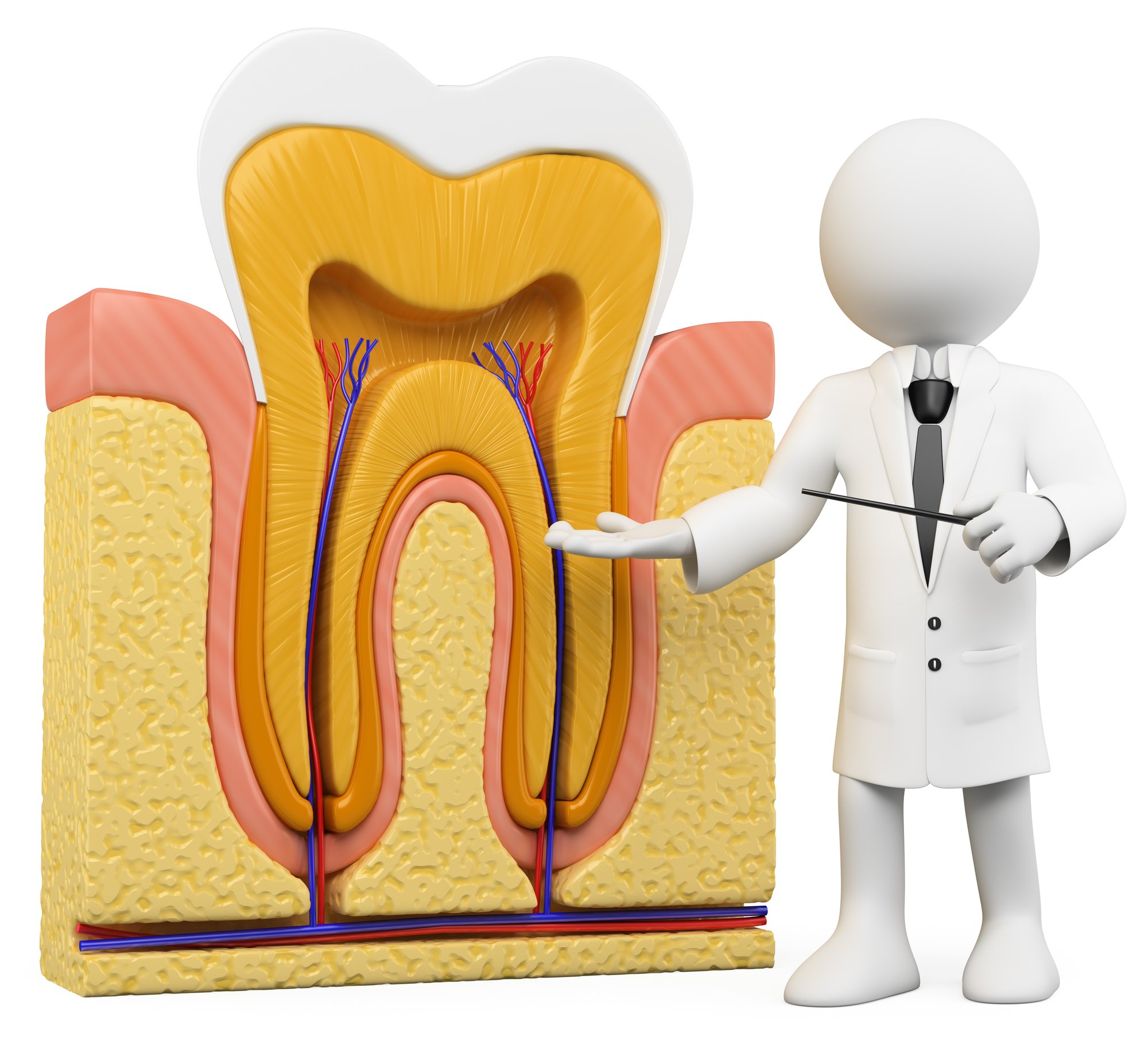 3d white person with a schematic tooth section. 3d image. Isolated white background.